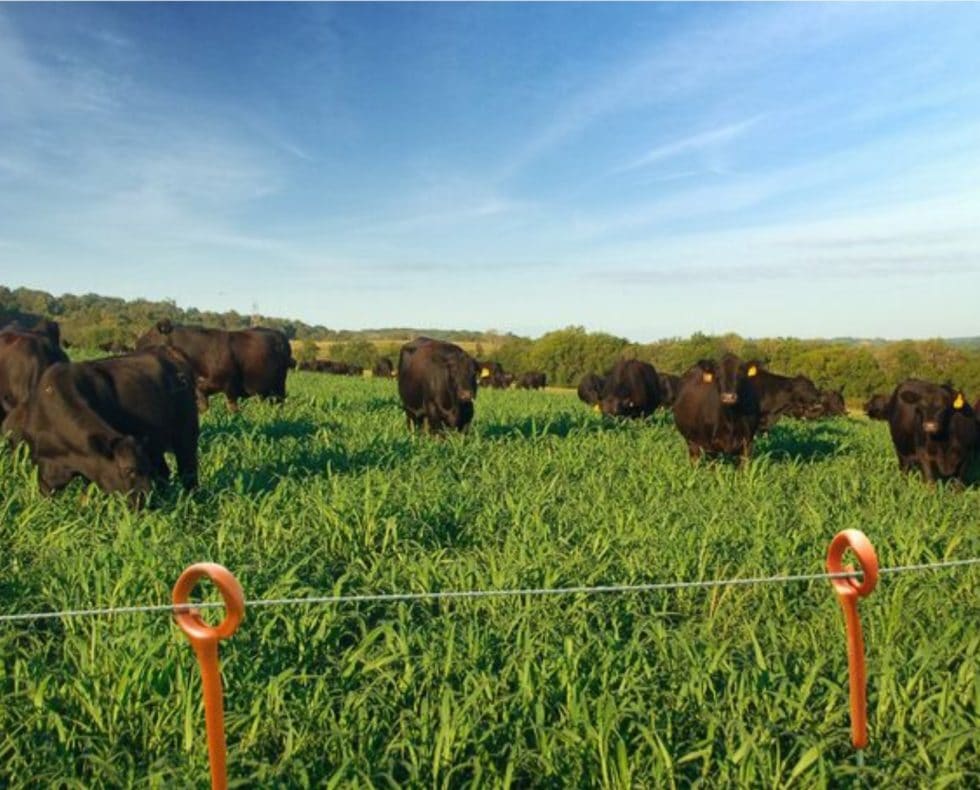 Gallagher Fencing Buffalo Hardware Gallagher Fencing Buffalo Hardware